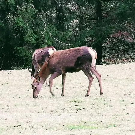 Traumhafte Maisonette-wohnung Im Schwarzwald * פרוידנשטאדט